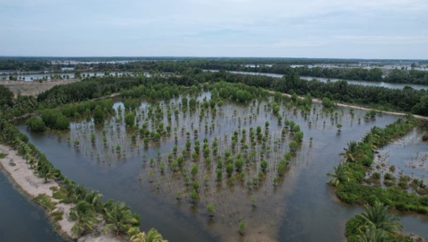 M4CR: Inisiatif untuk Pulihkan Mangrove dan Perkuat Ketahanan Pesisir