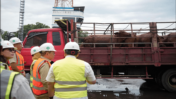 Pemprov Jakarta Terima 3.100 Ekor Sapi Impor dari Australia